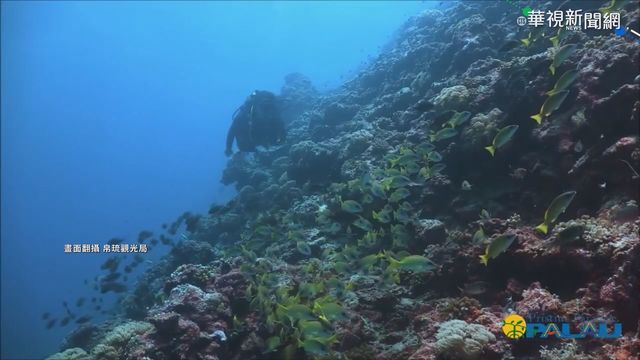 帛琉泡泡後續出團慘 最低下殺3萬
