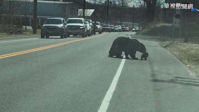 熊媽媽｢1打4｣過馬路 逼真還原帶娃日常