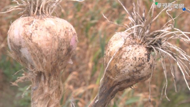 缺水蒜頭長不大! 雲林蒜農:減產3成