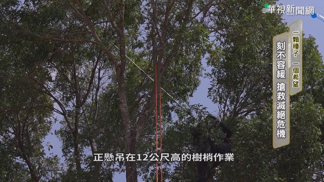 「採種」達人護山林 防原生植物滅絕