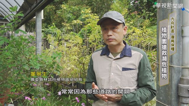 護台灣原生植物 農委會啟動方舟計畫