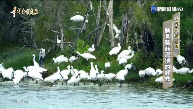 【華視台語新聞雜誌】聽見鰲鼓溼地的呼救 消失的「溼」樂園