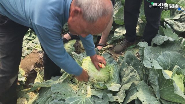高麗菜價大跌 ｢雪翠｣一顆200跌至10元
