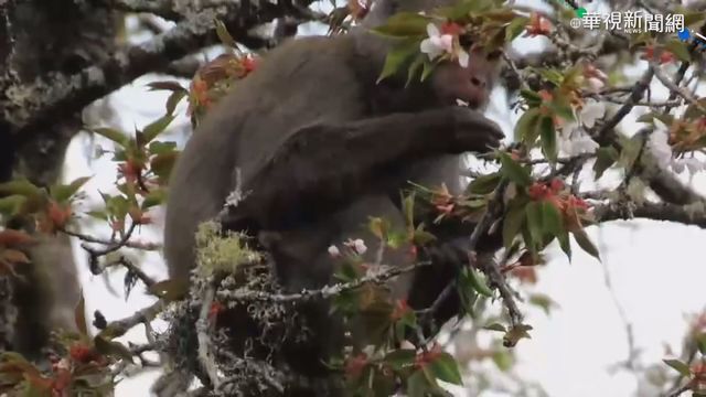 阿里山櫻花盛開 反成獼猴盤中飧