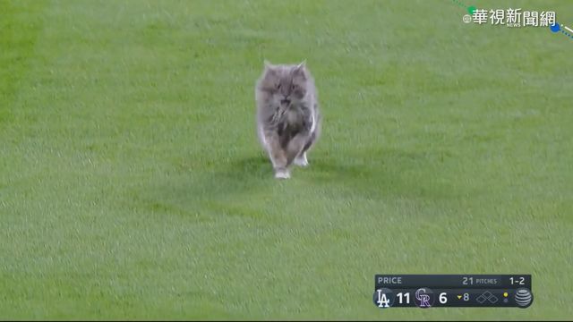 MLB道奇對戰洛磯 貓星人來攪局