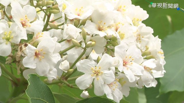 雲林古坑油桐花開! 落花美如四月雪