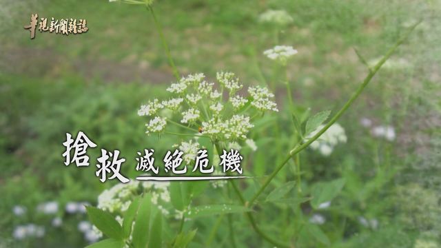刻不容緩 搶救滅絕危機｜一顆種子 一個希望｜華視新聞雜誌