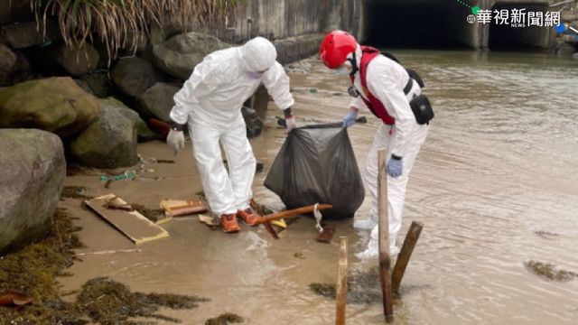 本島首見! 新北海漂豬驗出非洲豬瘟