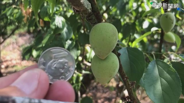 缺水梅子長不大 收成多是｢小粒果｣