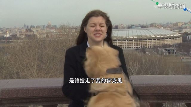 黃金獵犬亂入｢偷麥｣ 主播錯愕忙圓場