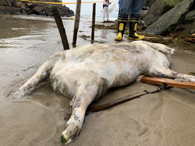 萬里海漂豬非洲豬瘟陽性 新北11豬場採檢結果出爐