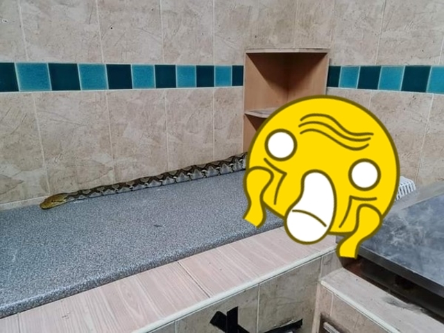 崩潰！ 家裡找不到愛貓 驚見巨蟒闖入「腹部隆起」