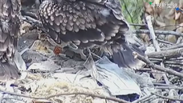 黑鳶寶寶腳遭口罩繩卡住 2小時脫困!