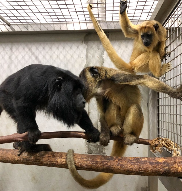 稀客報到！ 新加坡動物園2瀕危家族抵台