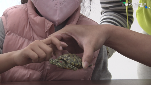 童玩寵物龜沒洗手 引發腸胃炎高燒