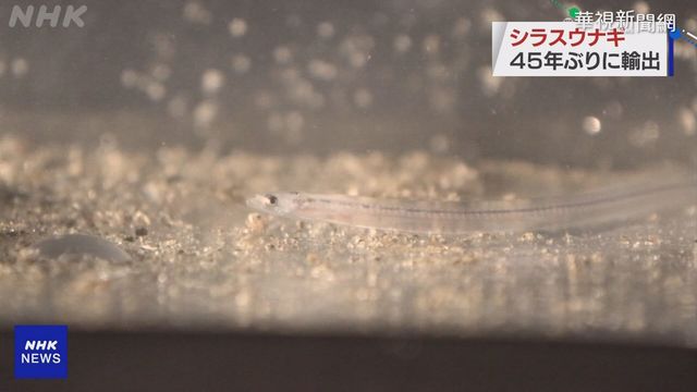 睽違45年首次! 日本向台灣出口鰻苗