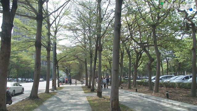 輕軌二階爭議 環團憂破壞綠蔭.路權