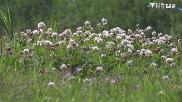 野生白花三葉草綻放 點綴河濱好療癒