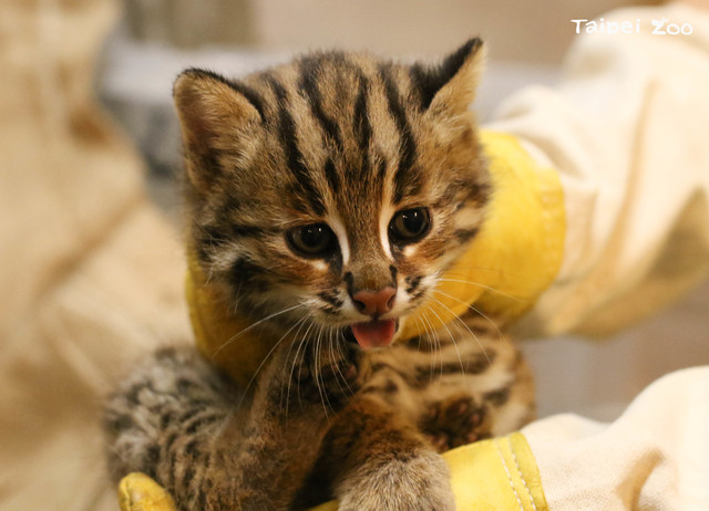 石虎三兄妹「貓雄、貓攬、貓控」超好動！最新萌照曝光