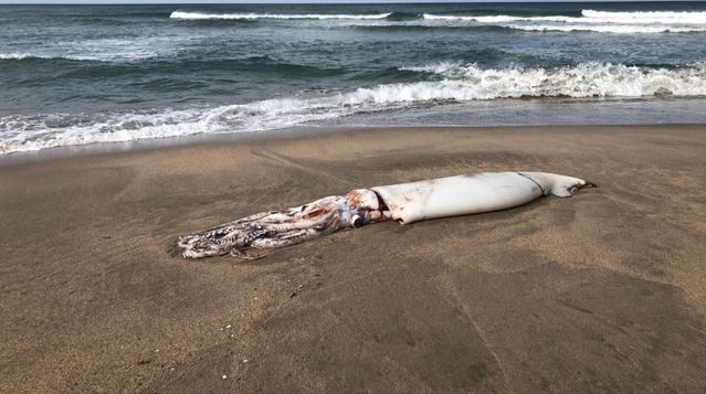 深海大王烏賊頻頻擱淺 日本民眾憂：大地震前兆？