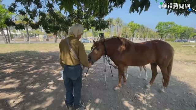 老翁大馬路溜馬 目擊民眾報警處理