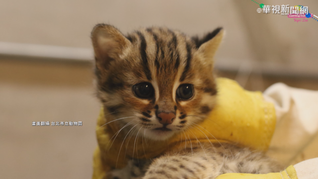 貓雄.貓攬.貓控 石虎三兄妹萌樣曝光