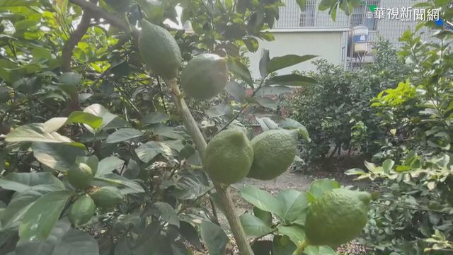 乾旱高敏感作物 農委會盤點11項