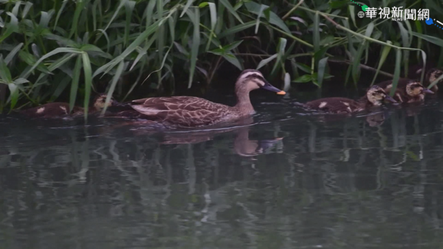 花嘴鴨媽媽｢1打11｣ 鳥友笑:好忙
