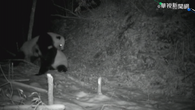 慵懶貓熊一改形象 罕見打鬥17分鐘