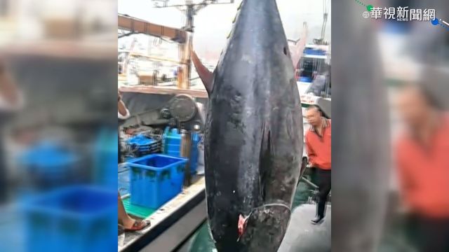 蘇澳｢第一鮪｣上岸! 183公斤週五拍賣