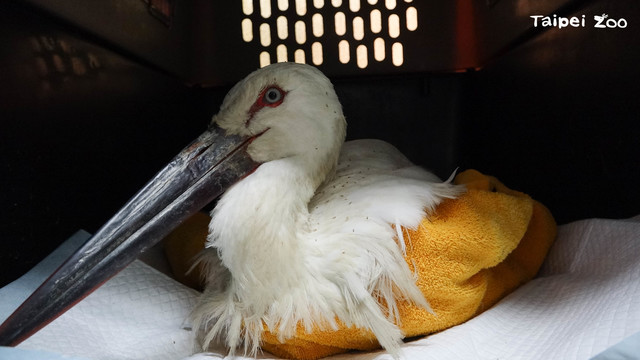 東方白鸛食入「塑膠墊片」亡 動物園邀大家一起「沒塑」