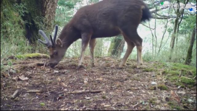 棲息地成墳場! 丹大溪8水鹿疑遭獵殺