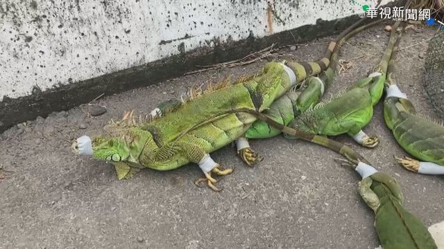 中南部綠鬣蜥氾濫 加強獵捕移除