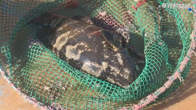 澎湖推養殖魚 龍膽石斑魚湯免費喝