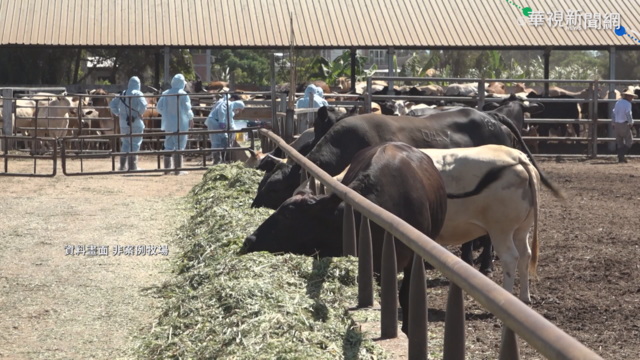 台灣本島首起牛結節疹 8隻病牛遭撲殺