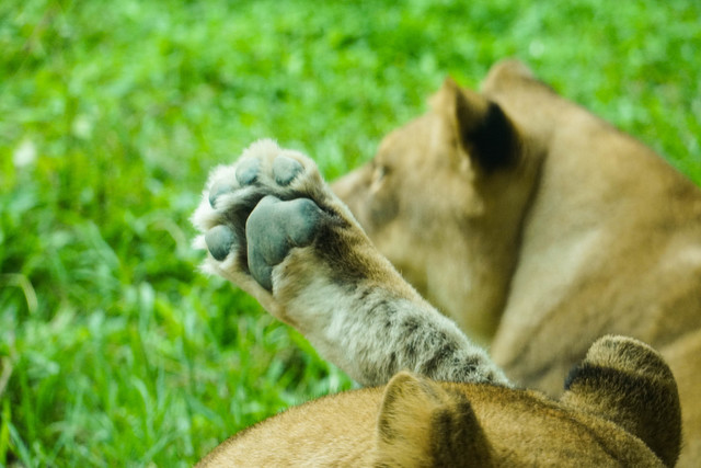非洲獅發出低頻叫聲，分享對晚餐時間到來的激動心情。(動物園提供)