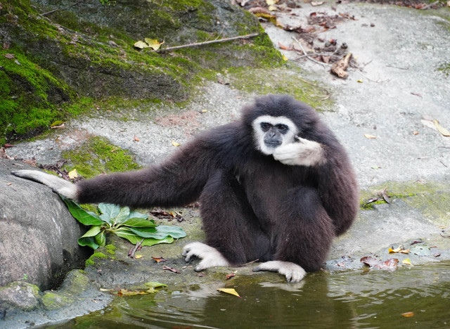 白手長臂猿一家用高亢的叫聲彼此溝通。(動物園提供)
