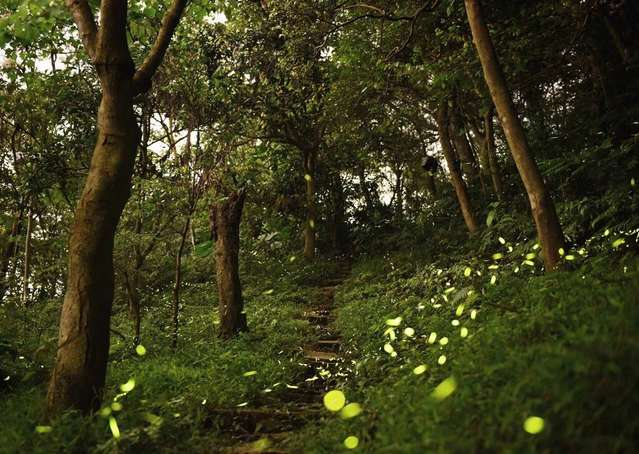 台北市也能賞螢火蟲！搭捷運就能到還有免費專人解說