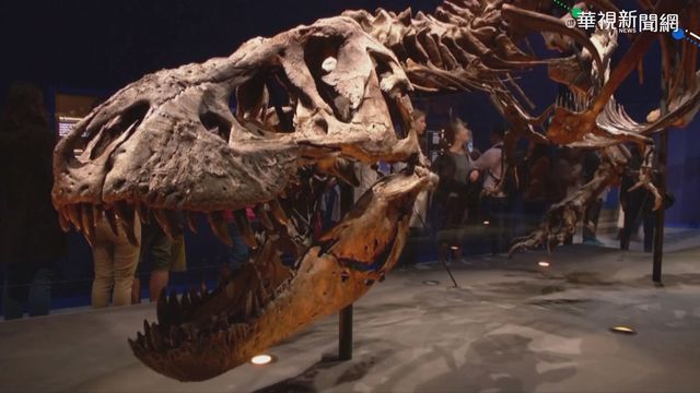 暴龍曾多達25億隻 牙齒大小如香蕉