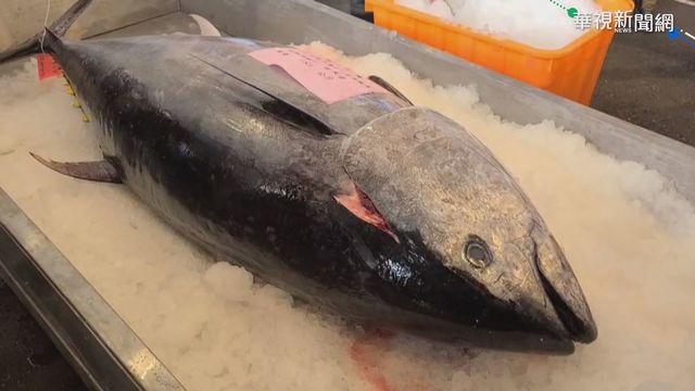 突破天價紀錄?｢蘇澳第一鮪｣今開賣