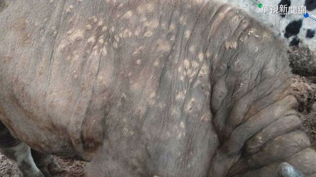 牛結節疹現蹤 新北1772頭牛打完疫苗