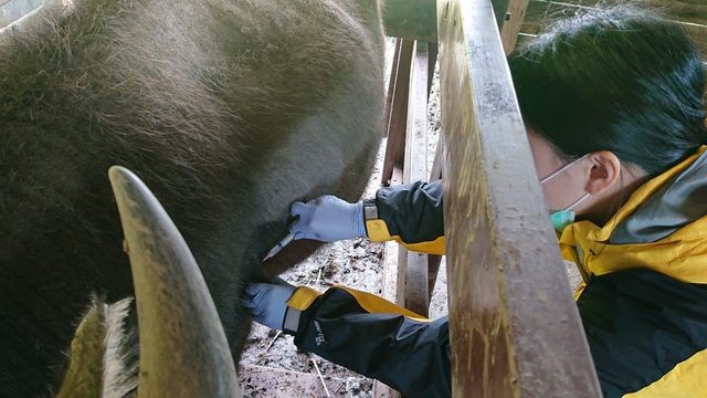 牛結節疹入侵！北市無感染、全面完成疫苗接種