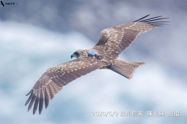 黑鳶候鳥「小茄子」北返 13天飛1800公里