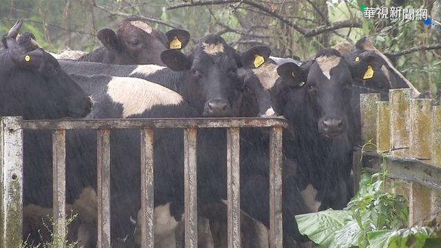 防牛結節疹入侵! 彰化健檢3萬牛隻