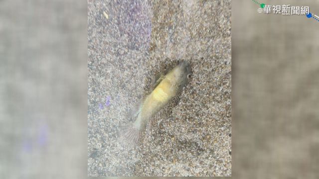 博物館生態池死魚翻肚 業者:飼料魚