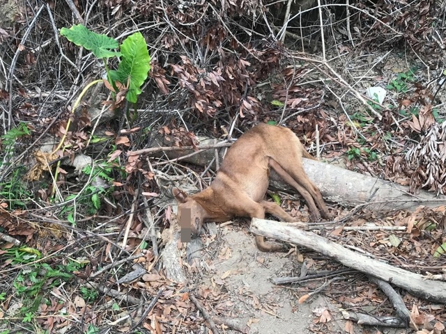 台中東勢山區遭放捕獸鋏 2犬遭困1死1傷