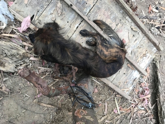 長毛虎斑犬的右前腳則因夾傷而全肢嚴重發腫。(翻攝台灣之心愛護動物協會網站)