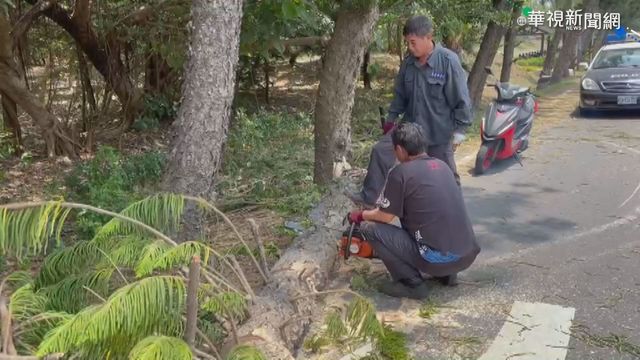 路樹疑遭白蟻蛀蝕 強風吹塌砸計程車