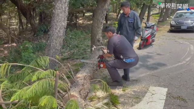 路樹斷裂砸中計程車 女駕駛急煞保命