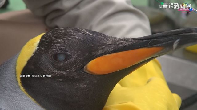 高齡國王企鵝白內障 動物園動手術